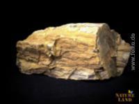 Versteinertes Holz / Dendrolith - Rohstein 1 kg
