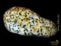 Dalmatiner Jaspis Handschmeichler (Unikat No.018)