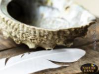 Abalone Perlmutt Schale (mit weißer Gänsefeder)